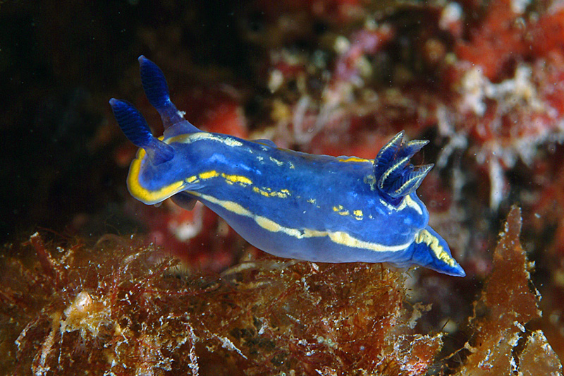 Hypselodoris fontandraui